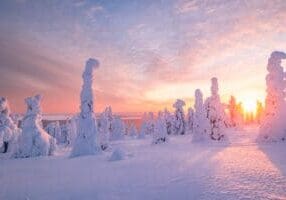 Snow-covered trees known as tykkylumi at sunrise in Finnish Lapland